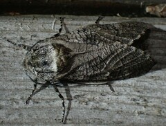 Prionoxystus macmurtrei