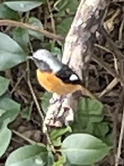 Phoenicurus auroreus