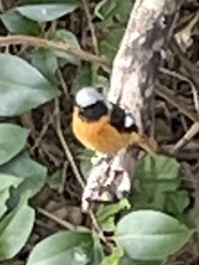 Phoenicurus auroreus