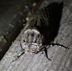 Prionoxystus macmurtrei