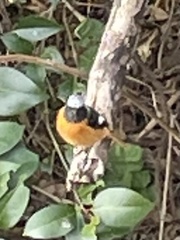 Phoenicurus auroreus