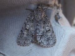 Acronicta retardata