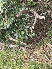 Phoenicurus auroreus