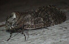 Prionoxystus macmurtrei