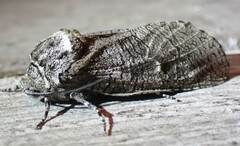 Prionoxystus macmurtrei