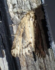 Photedes panatela