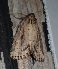 Photedes panatela
