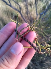 Prosopidastrum globosum