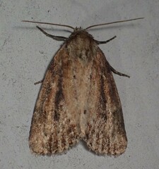 Photedes panatela