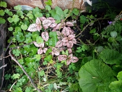 Hypoestes phyllostachya