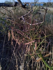 Prosopidastrum globosum