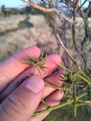 Prosopidastrum globosum