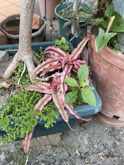 Cryptanthus