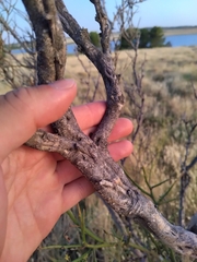 Prosopidastrum globosum