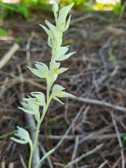 Cephalanthera austiniae
