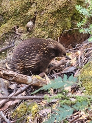 Tachyglossus aculeatus setosus