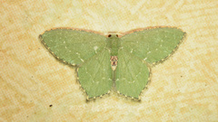 Hemithea tritonaria
