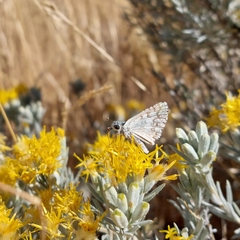 Tetradymia canescens