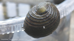 Nerita balteata