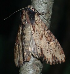 Apamea vultuosa
