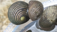 Nerita balteata