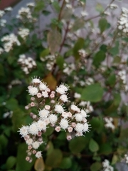 Ageratina petiolaris