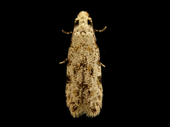 Crypsitricha stereota