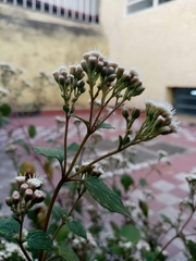Ageratina petiolaris