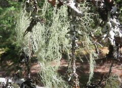 Usnea dasopoga