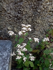 Ageratina petiolaris