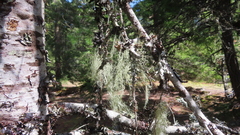 Usnea dasopoga