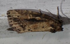 Photedes panatela