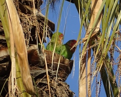 Agapornis roseicollis