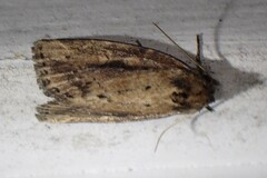 Photedes panatela