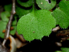 Lagenophora strangulata