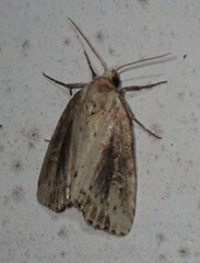 Photedes panatela