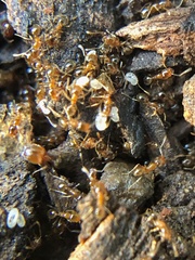 Pheidole pilifera