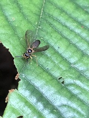 Angiopolybia