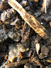 Pheidole pilifera