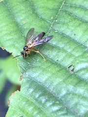Angiopolybia