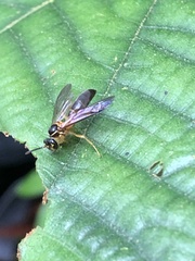 Angiopolybia