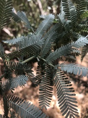 Acacia baileyana