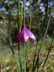 Olsynium douglasii