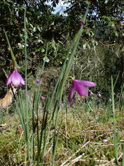 Olsynium douglasii