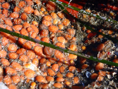 Metandrocarpa