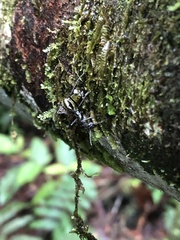 Dolichoderus rugosus