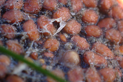 Metandrocarpa