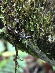Dolichoderus rugosus
