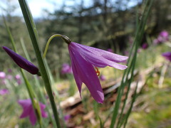 Olsynium douglasii