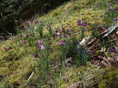 Olsynium douglasii